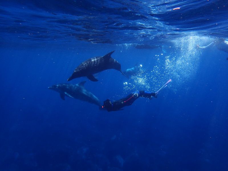 Açores : séjour plongée sous-marine sur l